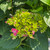 Hydrangea macrophylla E.S.Summer Crush 283582